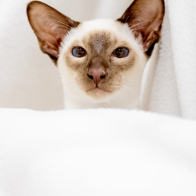 GCCF Shropshire 26-3