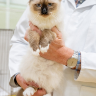 GCCF Shropshire 26-58