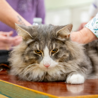 GCCF Shropshire 26-65