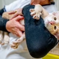 GCCF Shropshire 26-69