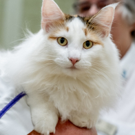 GCCF Shropshire 26-73