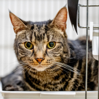 GCCF Shropshire 26-75