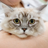 GCCF Shropshire 26-8