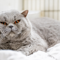 GCCF Shropshire 26-80