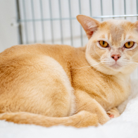 GCCF Shropshire 26-83