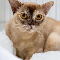 GCCF Shropshire 26-85