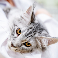 GCCF Shropshire 26-87