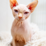 GCCF Shropshire 26-9