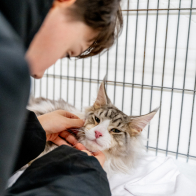 GCCF Shropshire 26-92