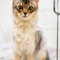 GCCF Shropshire 26-94